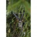 Dorr Snapshot Cloud 4G Trail Camera